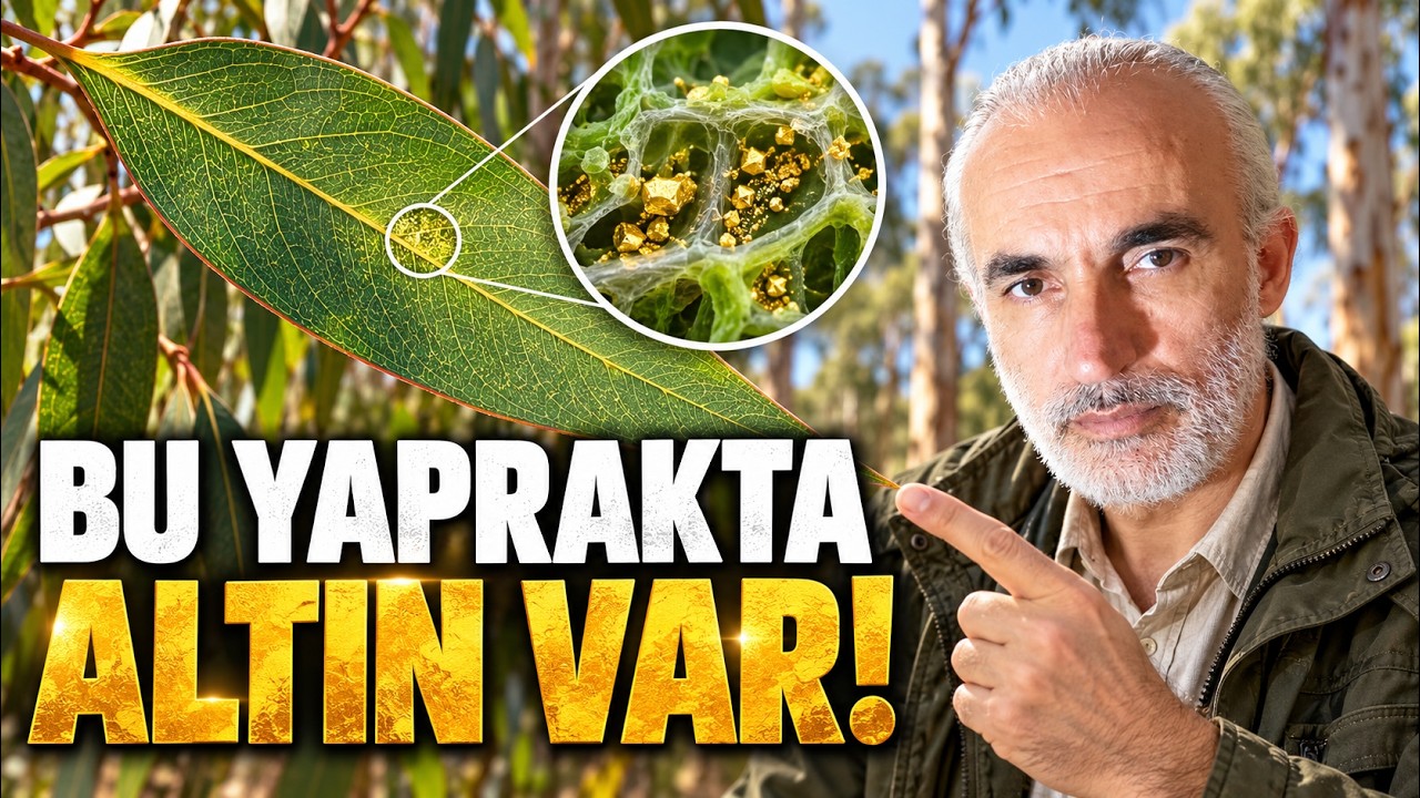 Ağaç Yaprağında Altın Bulundu! 30 Metre Altındaki Sır videosunun özgün kapağı